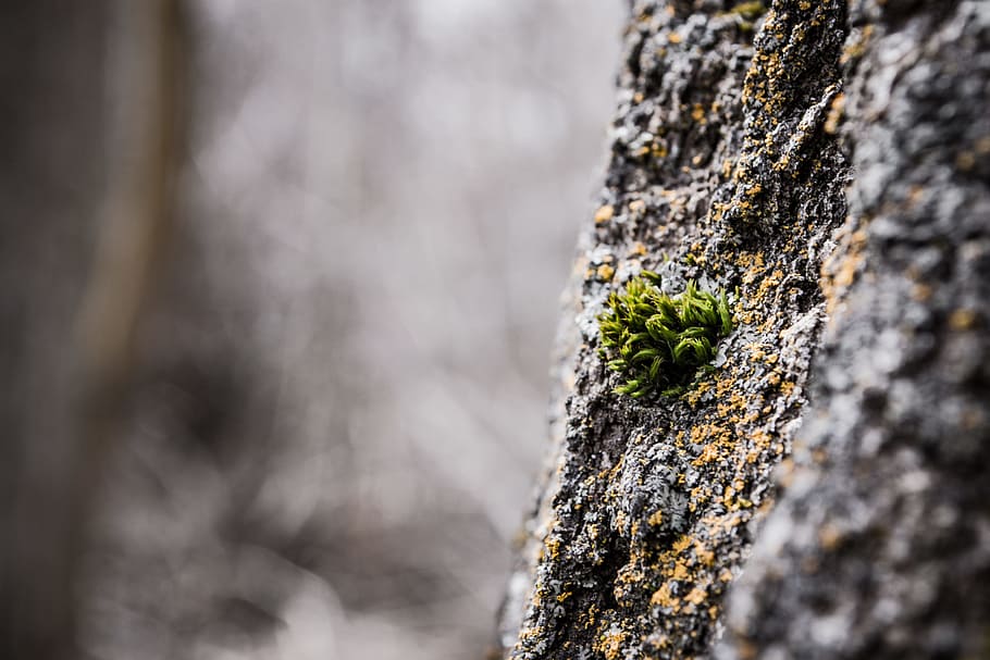 Shallow Focus of Green Leafed Plant, abstract, bark, blur, close-up HD wallpaper