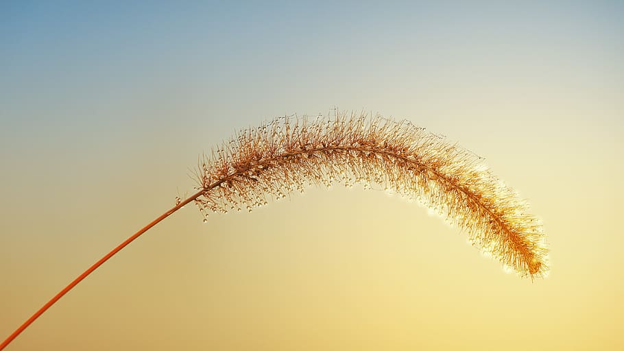 grass, autumn, dew, dewdrop, light, fog, nature, mood, atmosphere HD wallpaper