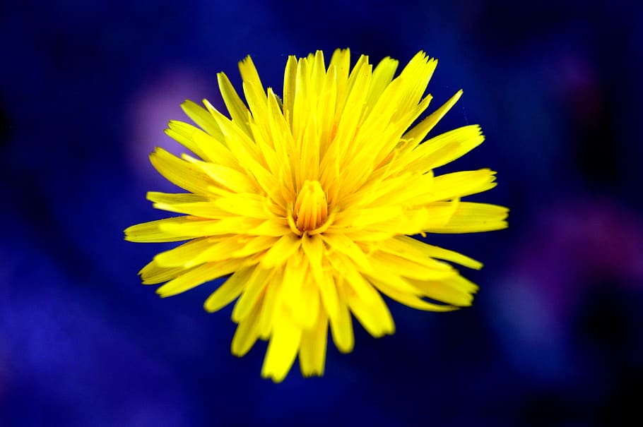 special, nature, macro, flowers, plant, motive, seasons, recording technology HD wallpaper