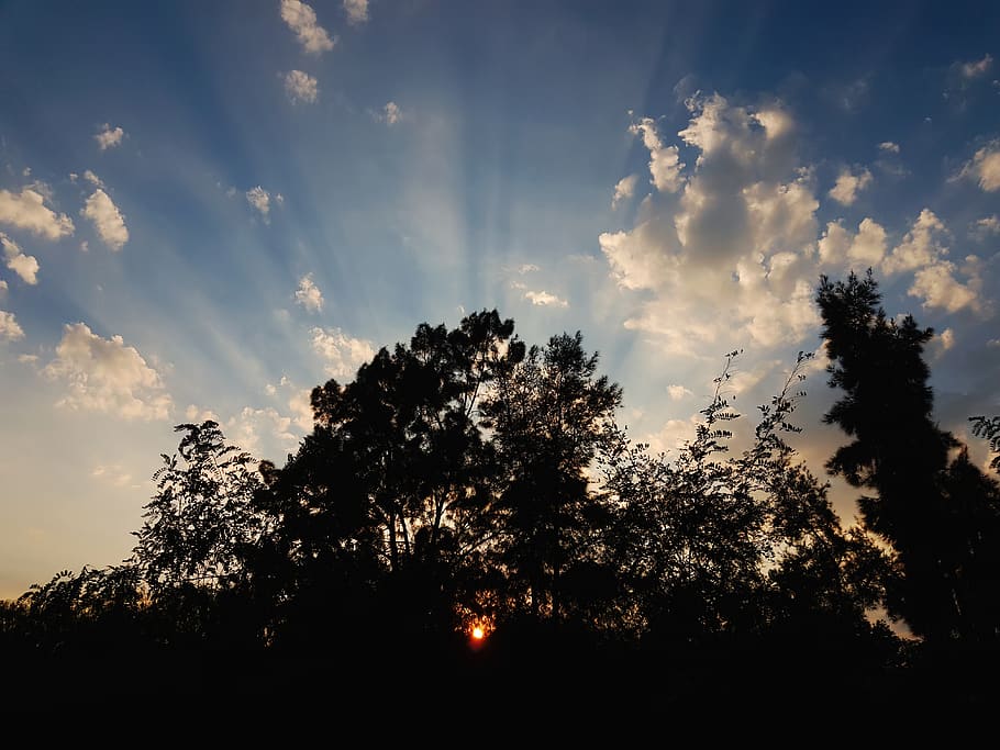 trees, shadows, sunset, godrays, clouds, sky, pine, grass, black HD wallpaper