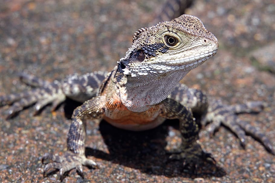 gray lizard on black concrete floor, reptile, animal, iguana HD wallpaper
