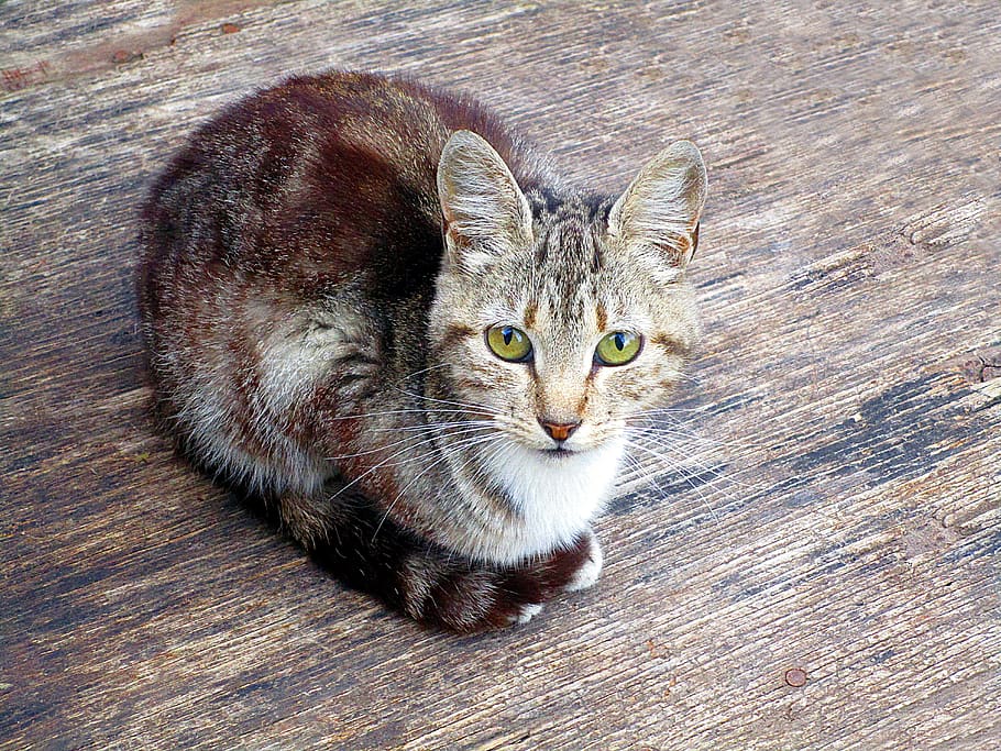 cat, eye, eyes, kitten, look, camouflage, domestic, domestic cat HD wallpaper