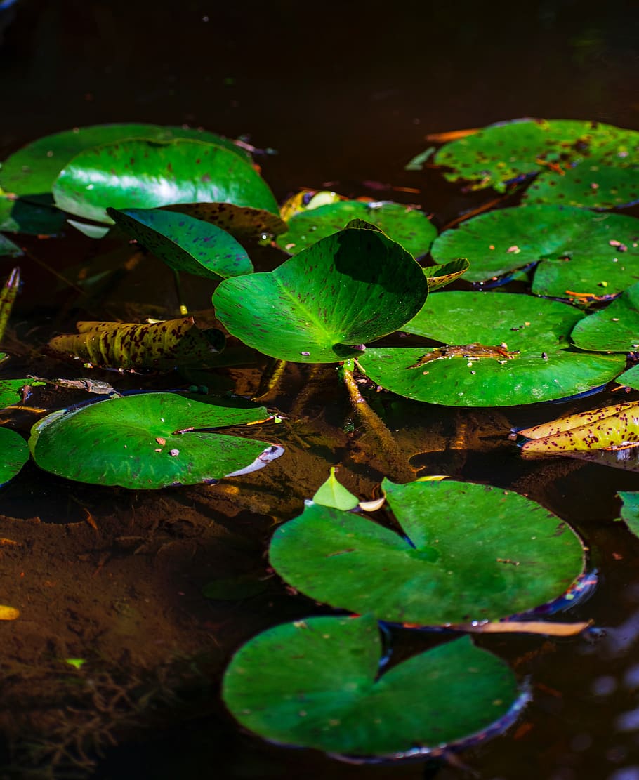 plant, leaf, blossom, flower, lily, pond lily, water, nature HD wallpaper