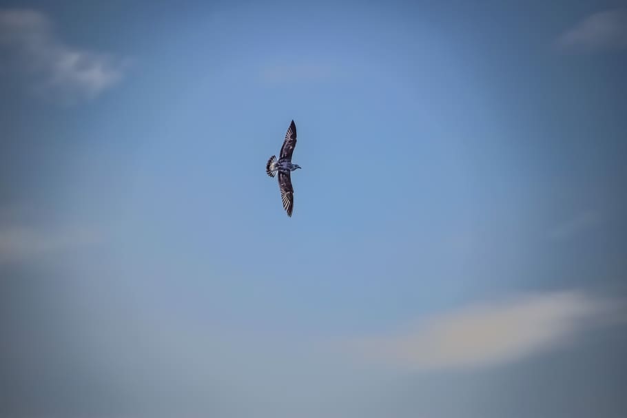 sky, clouds, flight, sea gull, outdoors, dom, air, nature, flying HD wallpaper