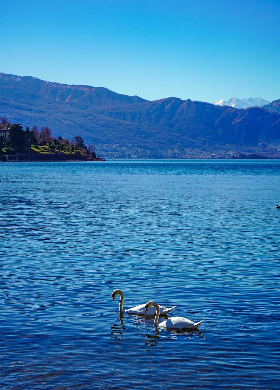 swans, lake, elegance, water, elegant, animal, bird, nature