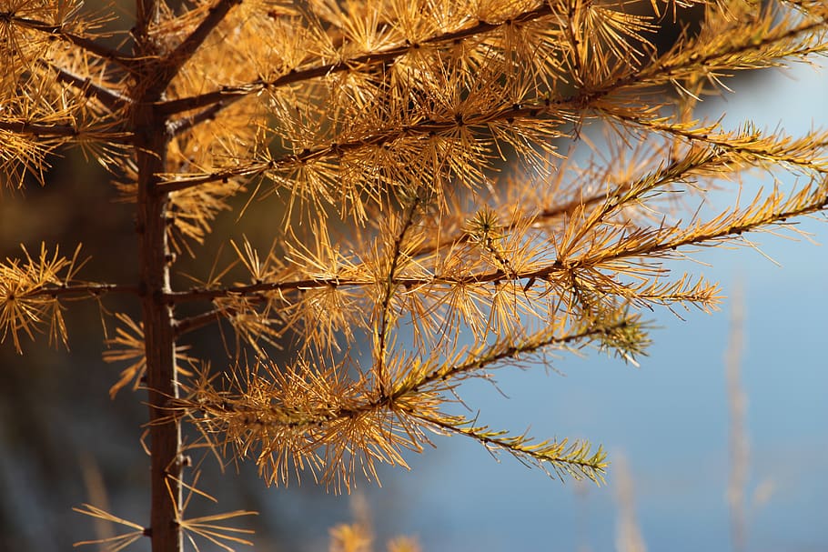 HD wallpaper: tree, plant, conifer, larch, fir, abies, nature, golden