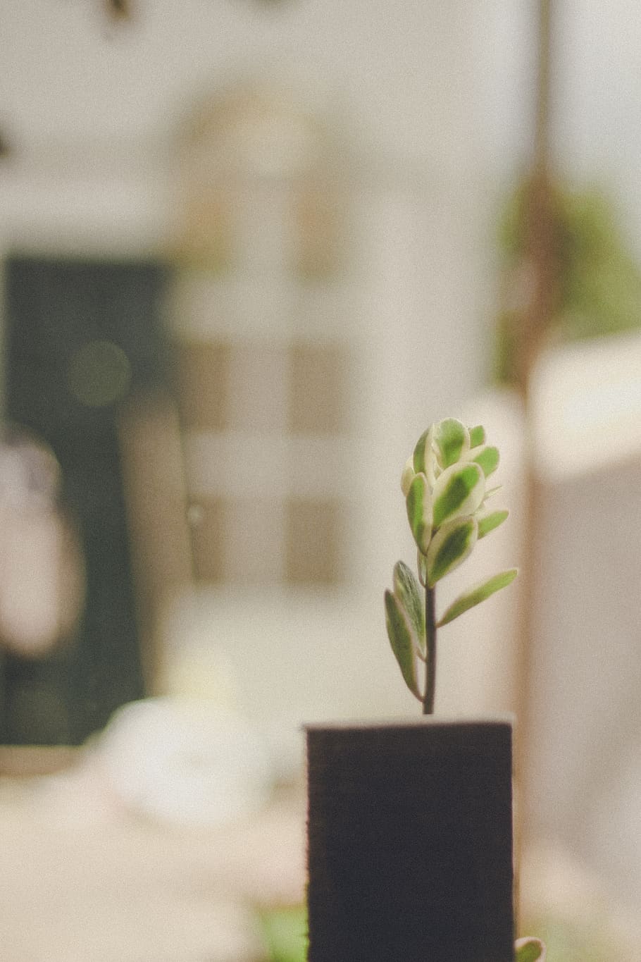 Shallow Focus Of Potted Green Leafed Plant, macro, growth, focus on foreground HD wallpaper