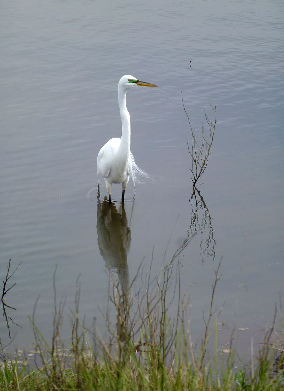 great, egret, bird, white, feathers, plumage, marsh, water HD wallpaper