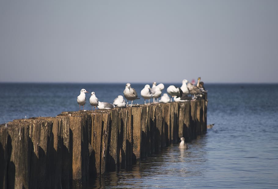 white seagulls, bird, animal, water, ocean, warnemünde, germany HD wallpaper