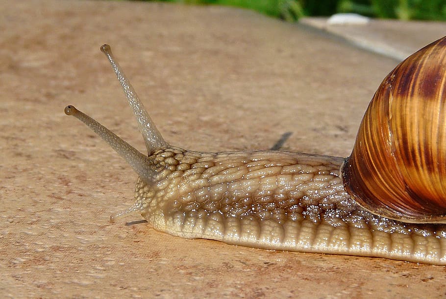 Brown and Grey Snail, macro, pattern, seashell, slimy, slug, animal HD wallpaper