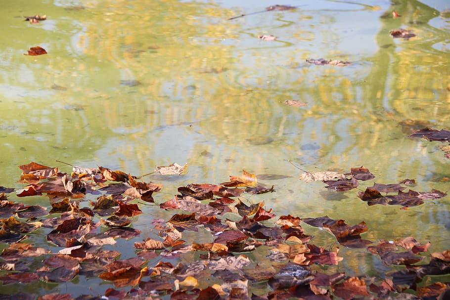 leaves, fall, fountain, park, darcy, dijon, water, leaf, plant part, HD wallpaper