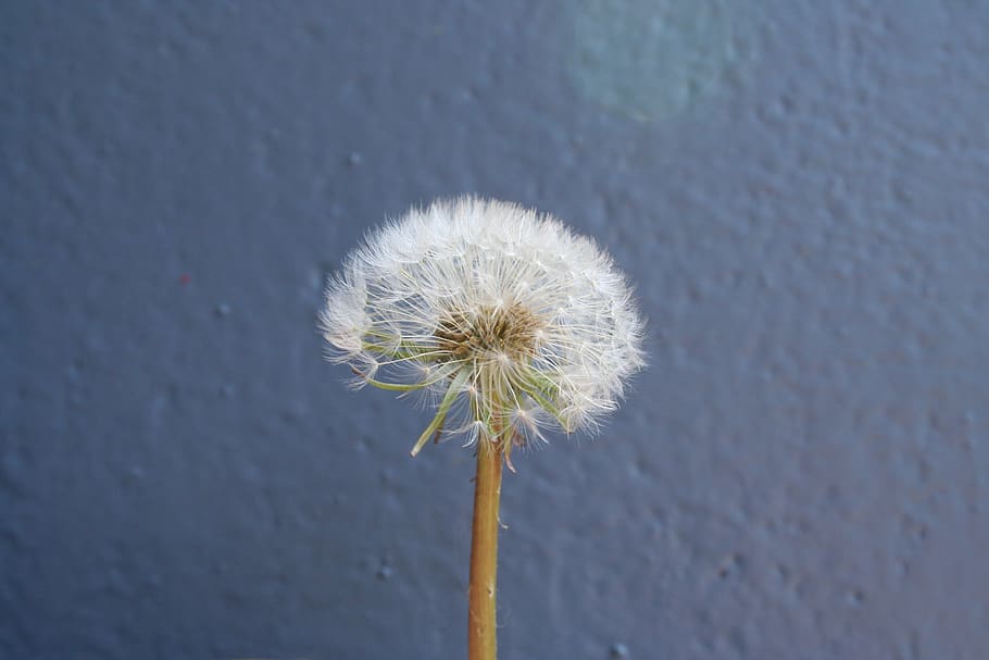 flower, flowering plant, fragility, vulnerability, dandelion HD wallpaper