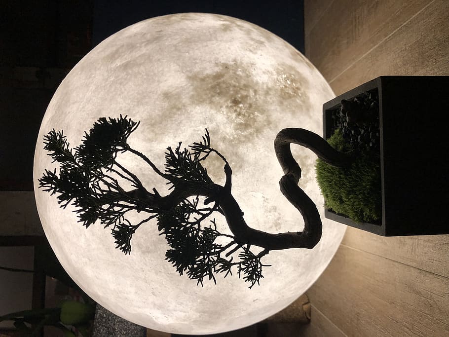 love, tree, zen, plant, no people, nature, art and craft, indoors HD wallpaper