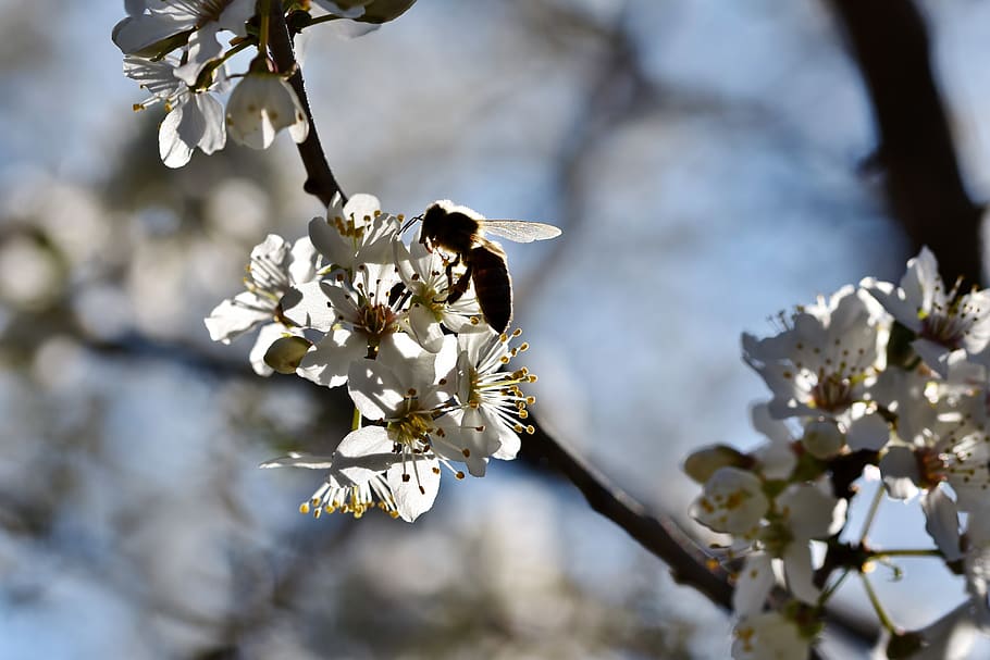 bee, honey bee, backlighting, insect, pollen, nectar, collect HD wallpaper