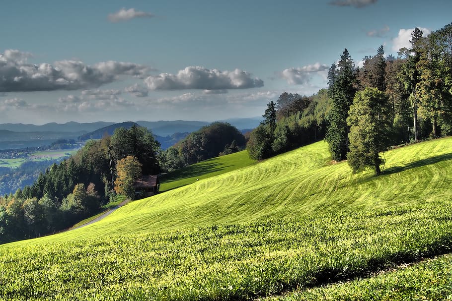 HD Wallpaper: Meadow, Green, Alp, Nature, Landscape, Field, Rural, Rush ...