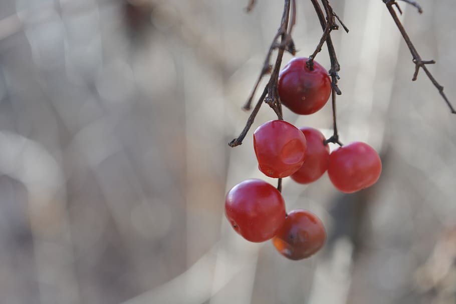red cherries, plant, fruit, apple, food, cherry, nature, wild HD wallpaper