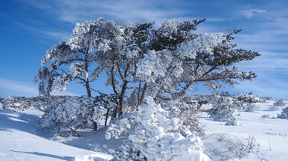 snow-covered tree during daytime, nature, outdoors, storm, winter HD wallpaper