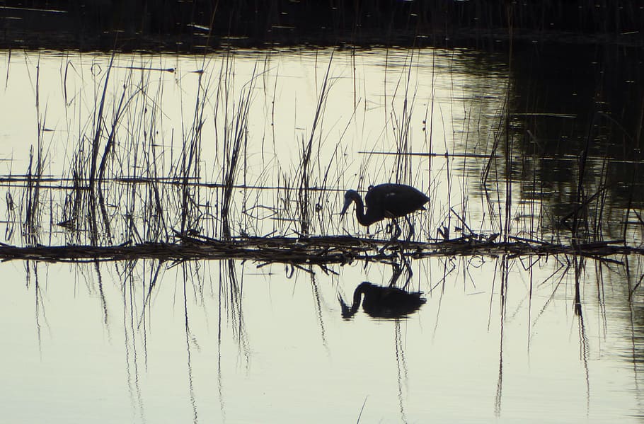 silhouette, marsh, inlet, charleston, bird, coastal, water HD wallpaper