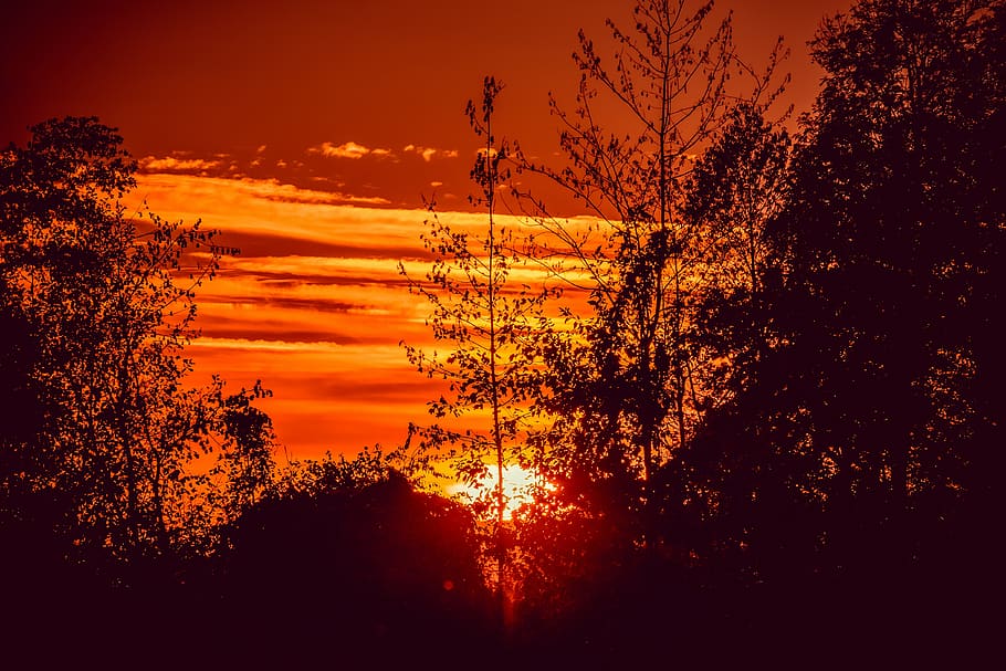 sunset, trees, nature, horizon, red, light, silhouette, clouds HD wallpaper