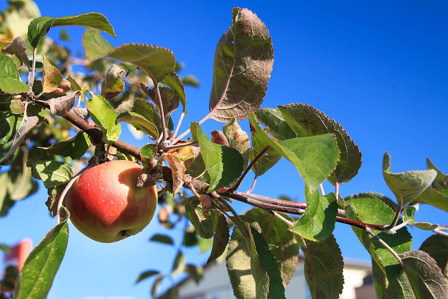 apple, fruit, fruit trees, orchard, nature, ripe, autumn, food and drink HD wallpaper