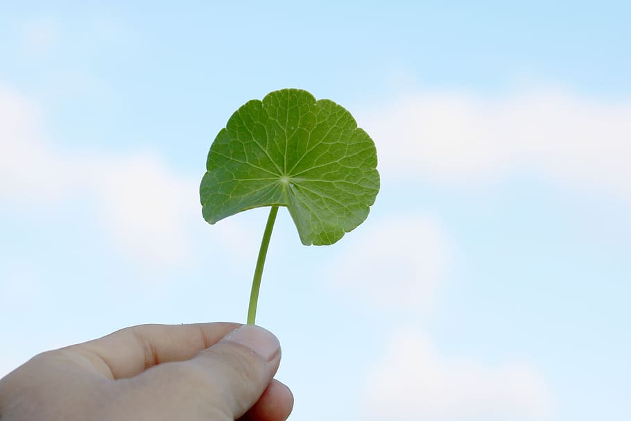 plants, nature, sky, hands, human body part, human hand, leaf HD wallpaper