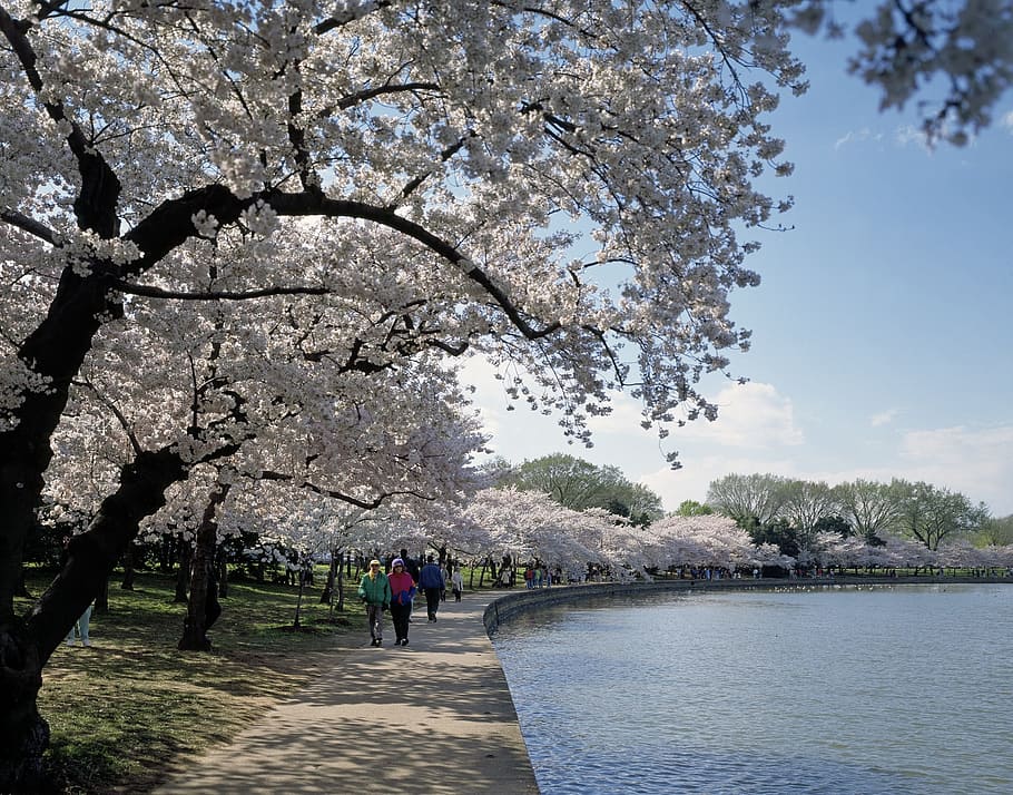 tree, cherry, fresh, route, human, activity, walk, river, water HD wallpaper