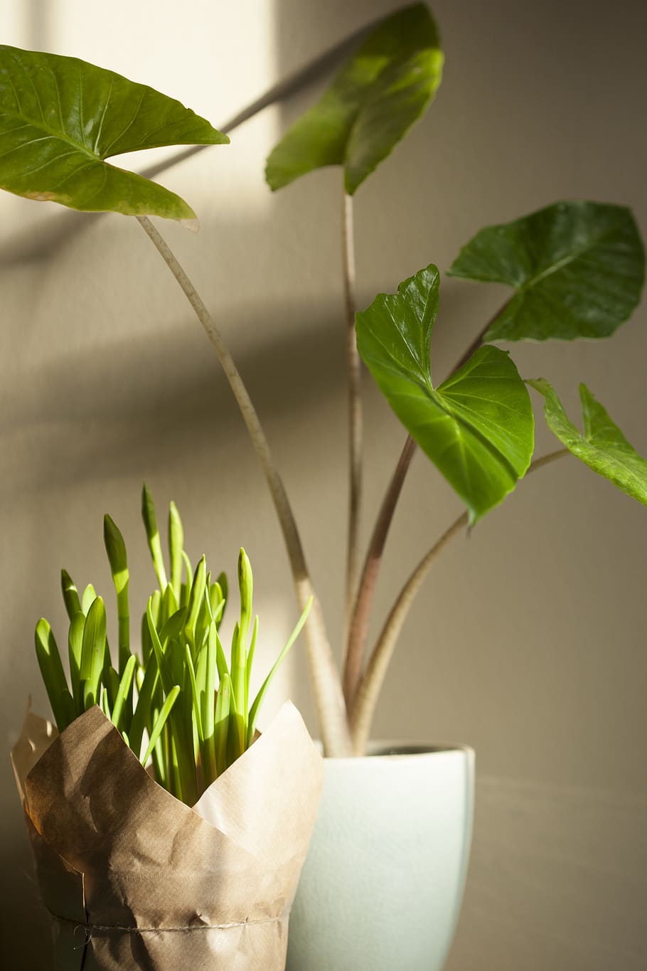 Green Potted Plants, blur, close-up, daffodils, flora, freshness HD wallpaper