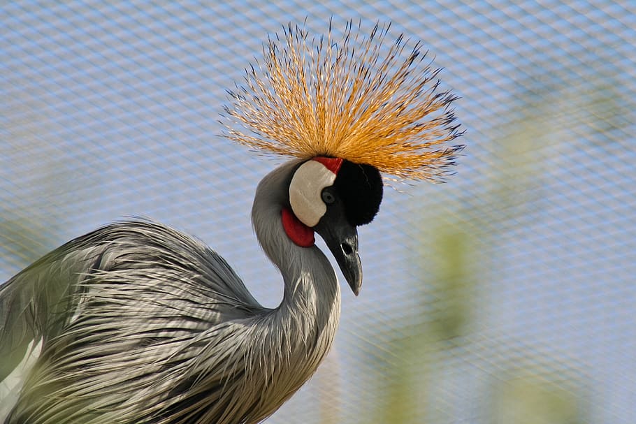 crane, bird, crowned, wildlife, nature, animal, african, feather, HD wallpaper
