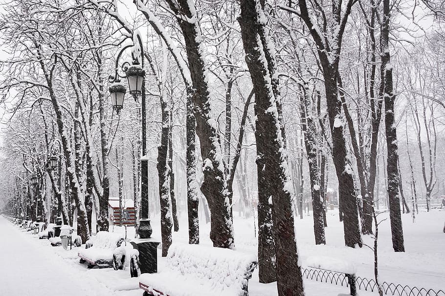 snow, winter, coldly, leann, wood, park, white, tosca, tree HD wallpaper