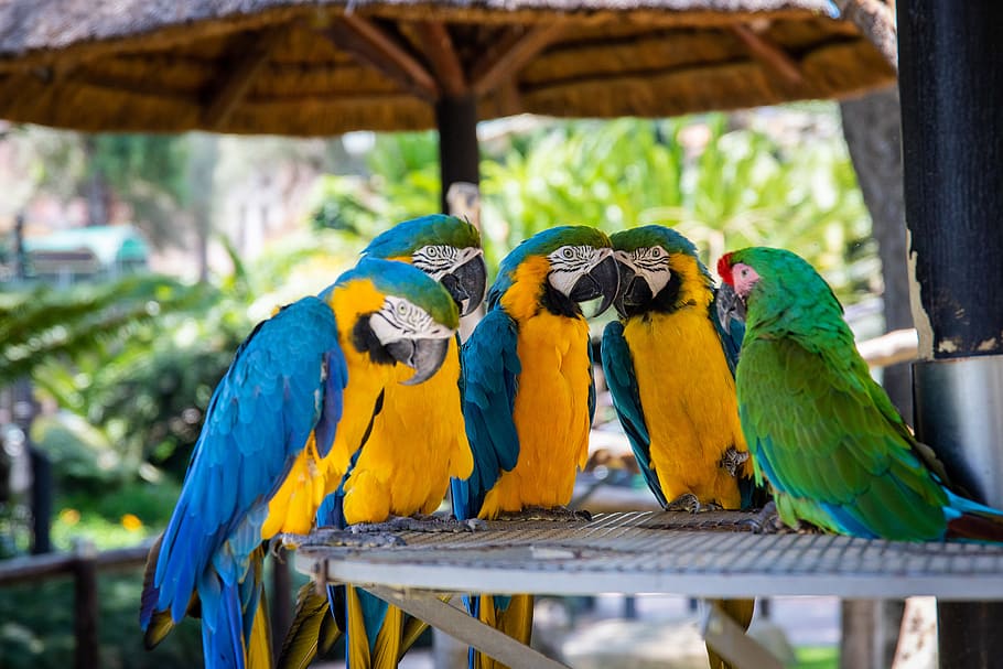 Five Parrots Perched on Brown Wooden Surface, animals, avian, HD wallpaper