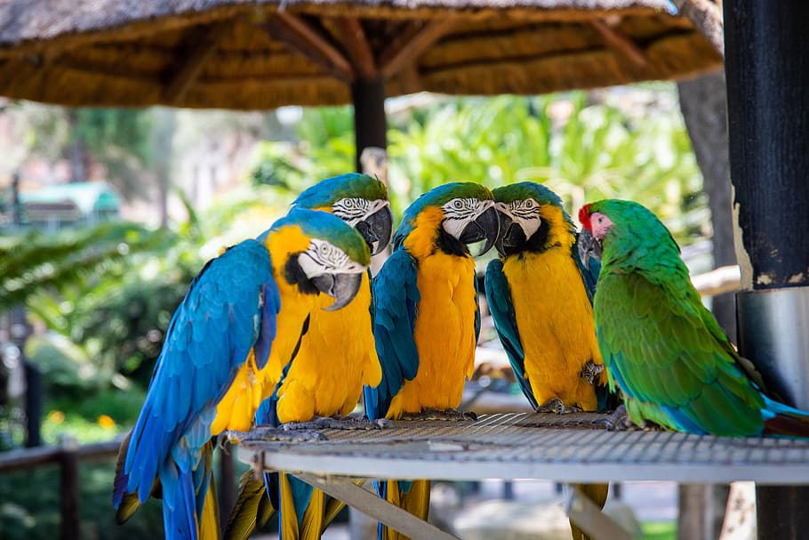 Five Parrots Perched on Brown Wooden Surface, animals, avian HD wallpaper