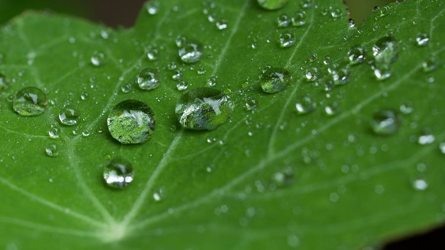 plant, nature, reflection, raindrop, green, water, leaf, wet HD wallpaper