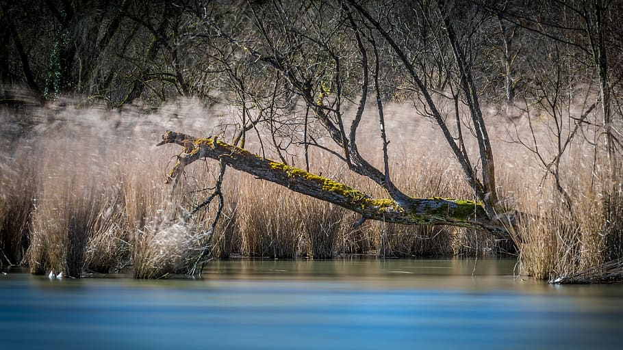 Dead Tree By The River, daylight, environment, grass, lake, nature HD wallpaper