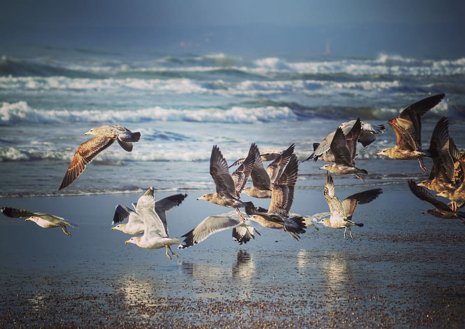 bird, beach, ocean, waves, water, animals in the wild, flying HD wallpaper