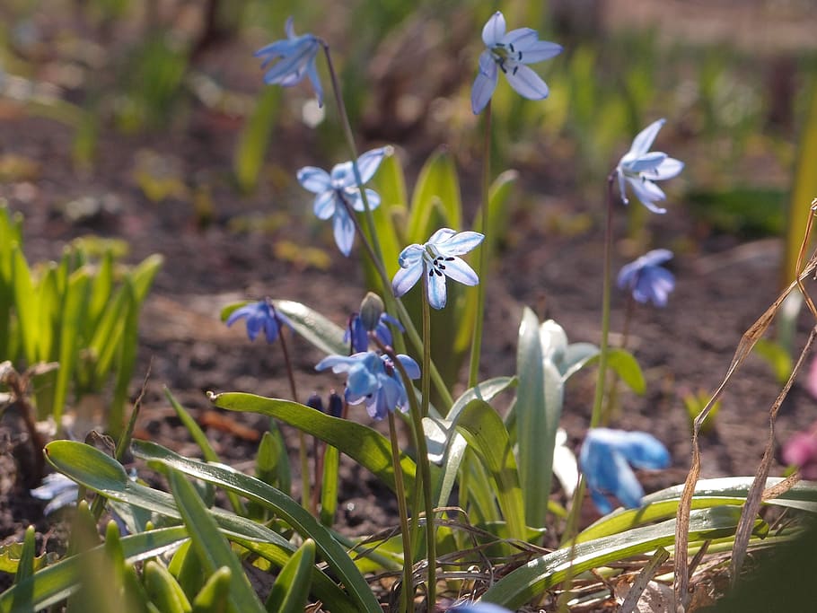 flowers, spring, spring flowers, scilla, blue, blue flowers HD wallpaper