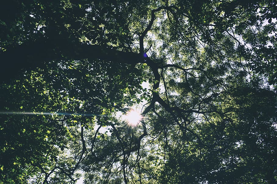trees, sunlight, forest, branches, green, flare, wallpaper HD wallpaper