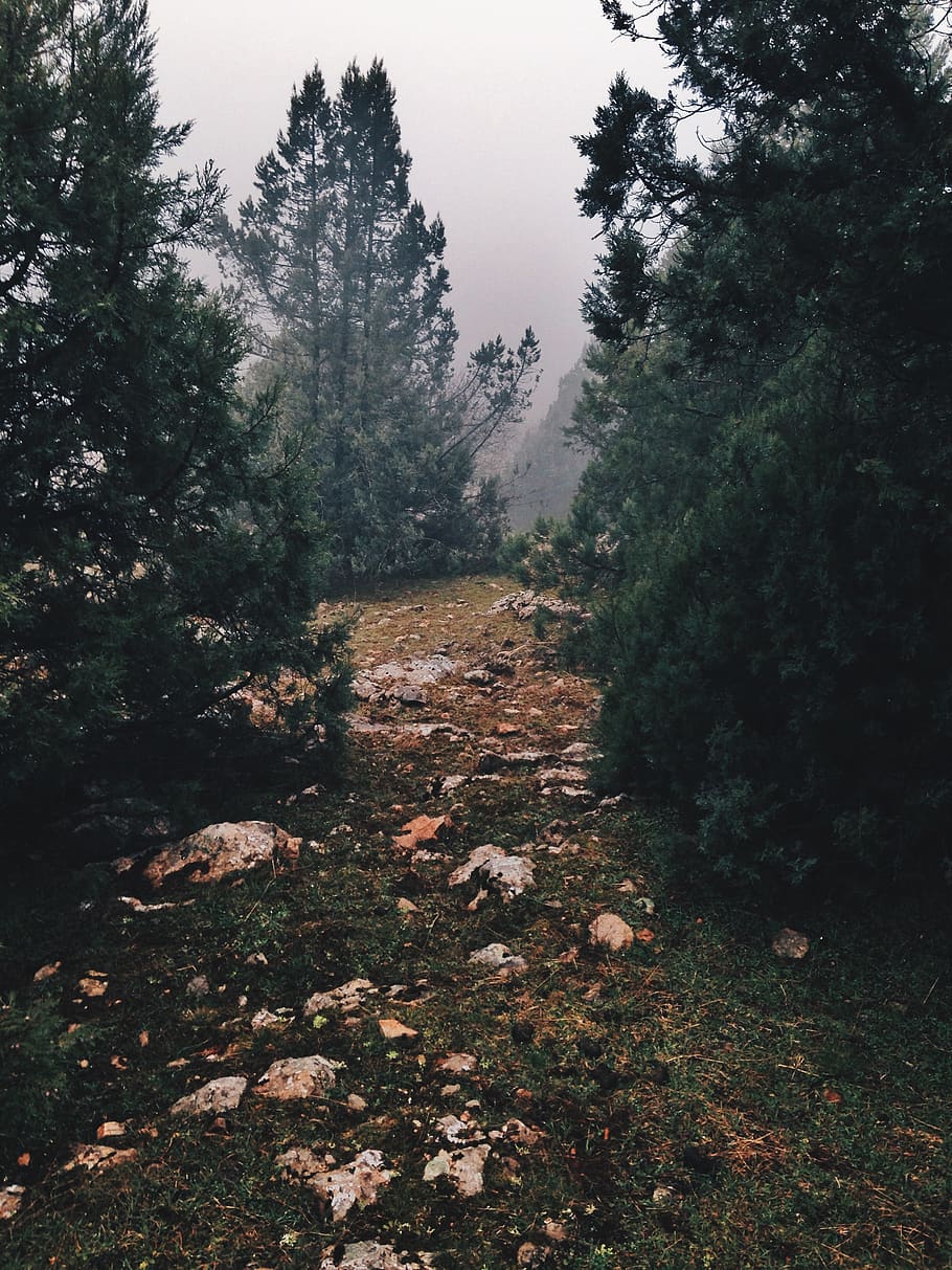 sevastopol, nature, туман, woods, iphonephoto, mood, crimea, HD wallpaper