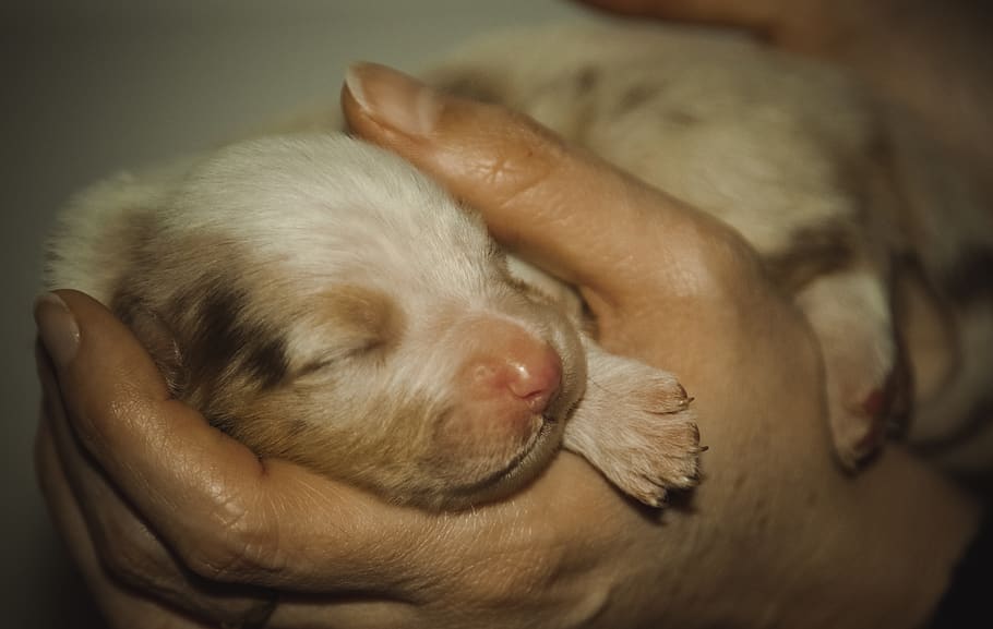aussie, dog, baby, shepherd, australian, puppy, one animal HD wallpaper