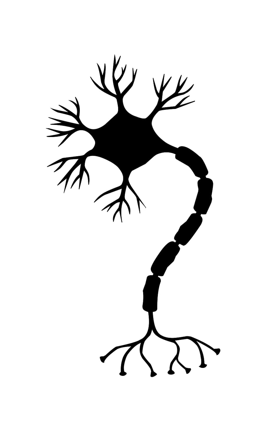 Illustration of a nerve cell., neuron, brain, neurons, nervous system, HD wallpaper