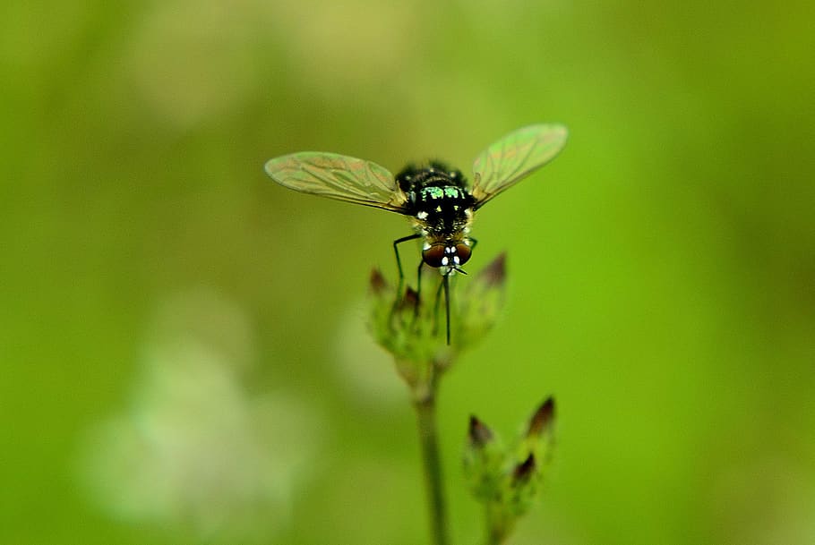 bee, nature, insect, macro, close-up, invertebrate, animal themes HD wallpaper