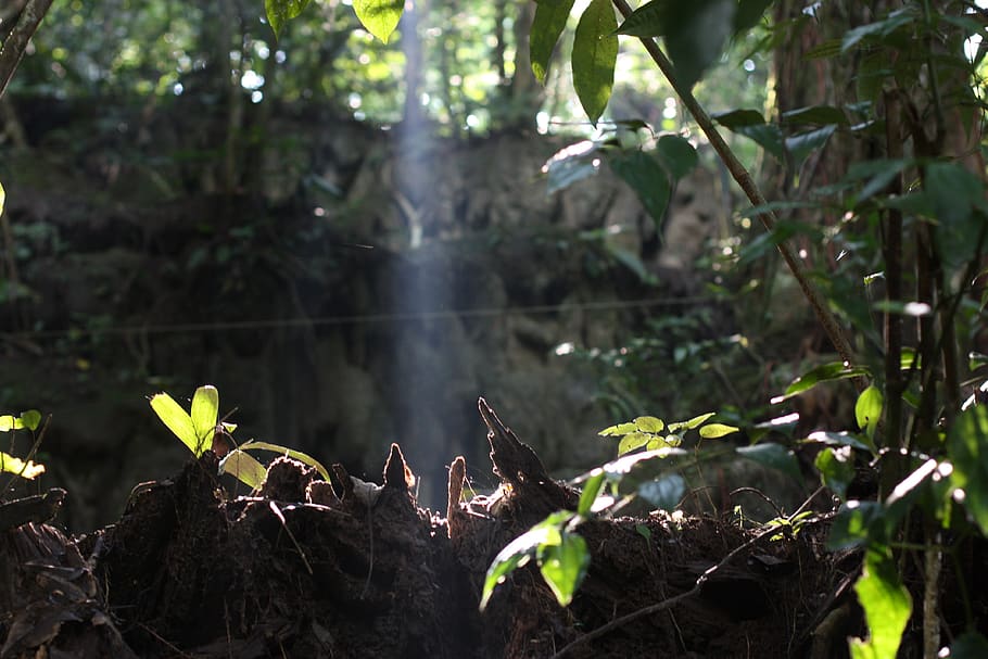 nature, earth, light, green, forest, plant, growth, tree, plant part HD wallpaper