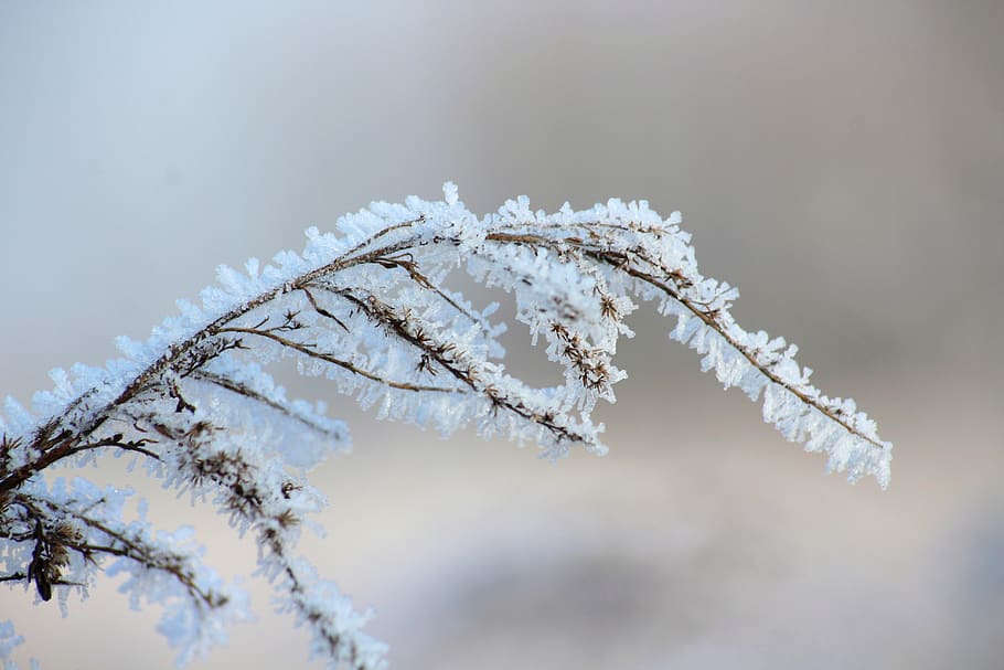 HD wallpaper: frost, winter, january, frozen, figure, white, grass, cold