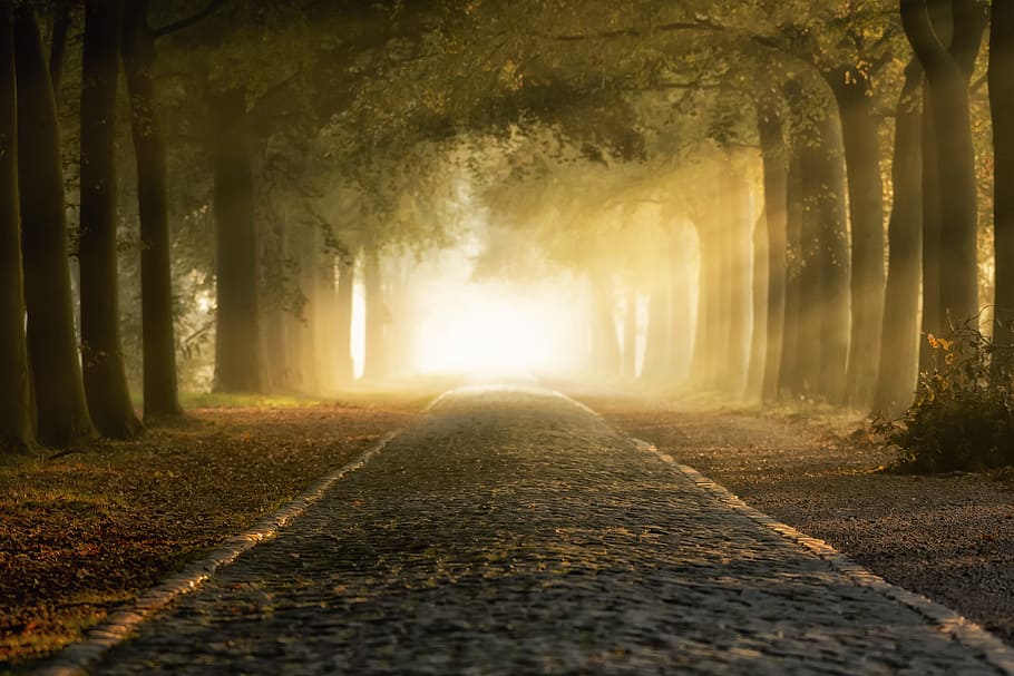 gray and brown road under green trees, cobblestone, autumn, fog