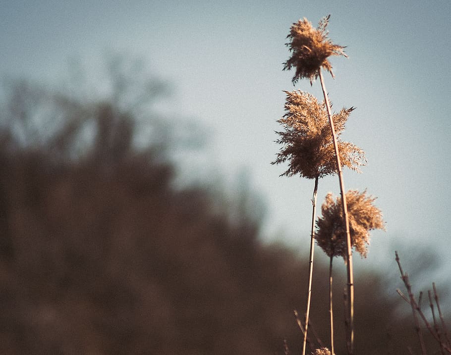 Brown Flowers Under Cloudy Weather, backlit, blur, dawn, field HD wallpaper