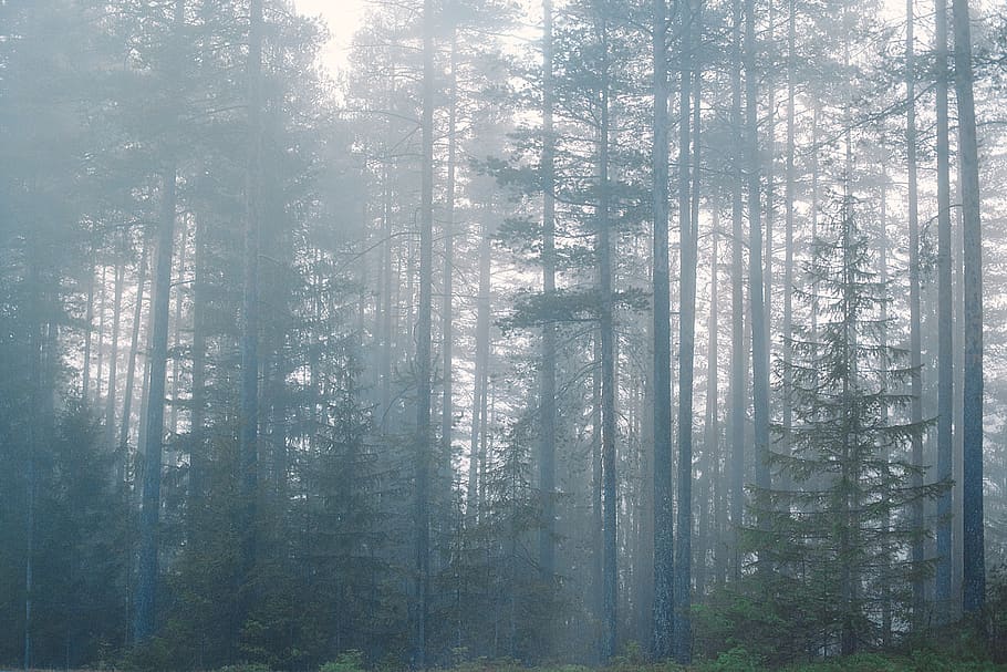 forest surrounded with fogs, tree, plant, land, woodland, tranquility HD wallpaper
