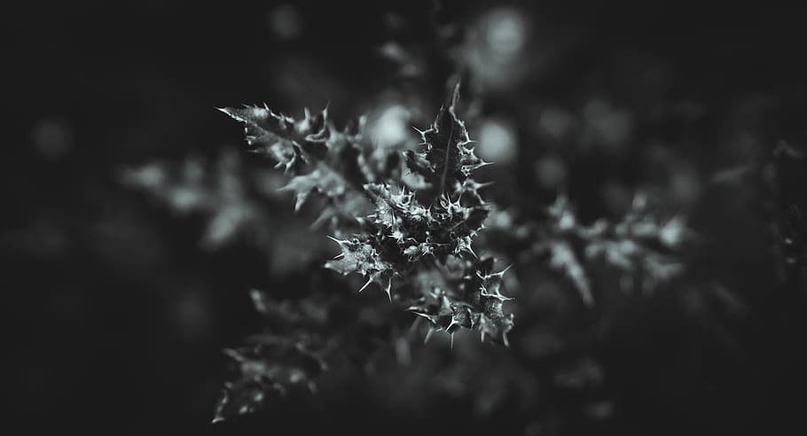 selective focus photography of leaves, france, snowflake, bourgogne