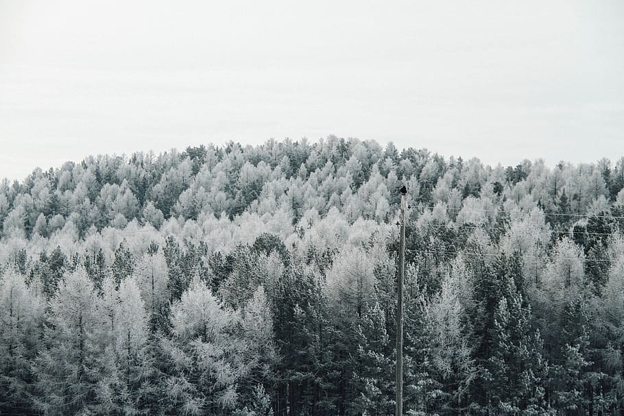 snow covered trees during daytime, plant, abies, fir, nature HD wallpaper