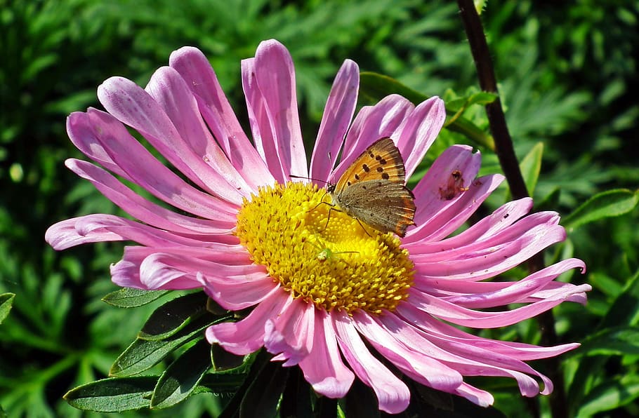 flower, aster, butterfly, insect, summer, nature, macro, garden HD wallpaper