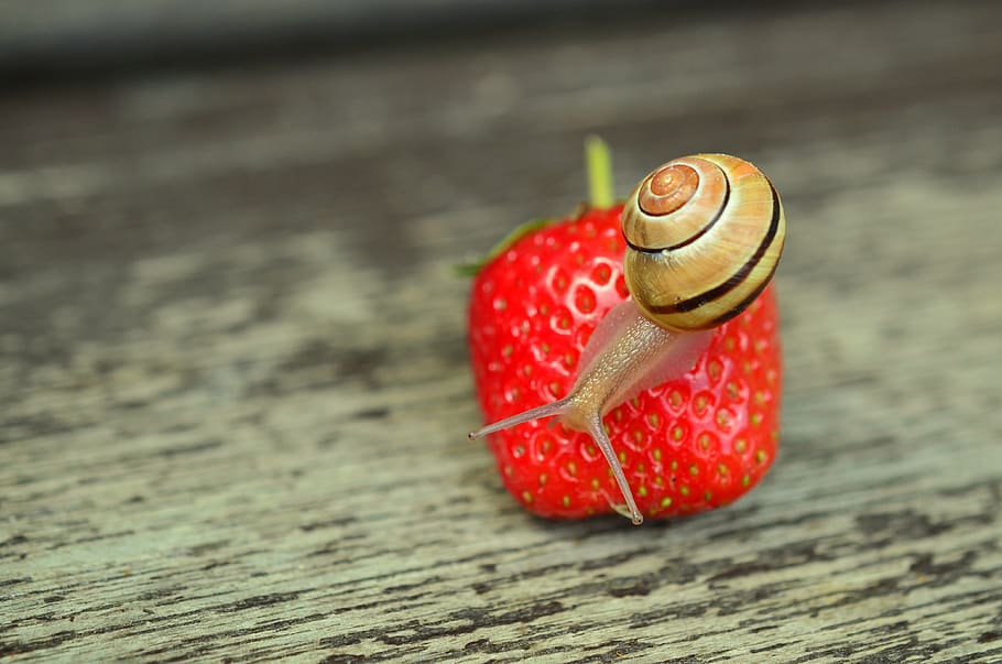 Brown Snail Perched on Strawberry Fruit, close-up, gastropod HD wallpaper