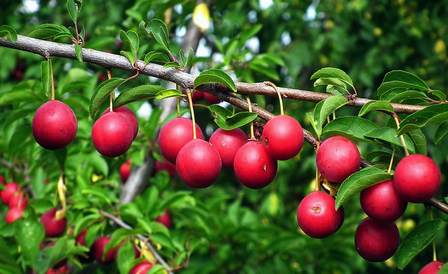 plum, tree, branch, fruit, red, summer, foliage, food, healthy eating HD wallpaper
